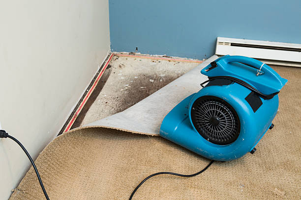 Best Mold removal after water damage  in St John, KS